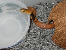 Red Spitting Cobra (Naja pallida)