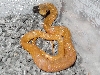 Female 1
