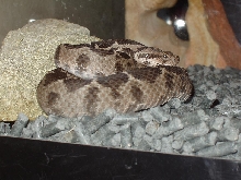 Male Vipera xanthina (Ottoman's Viper)