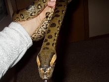My Male Green Anaconda