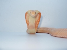 Naja-The Venomoid Albino Monocled Cobra