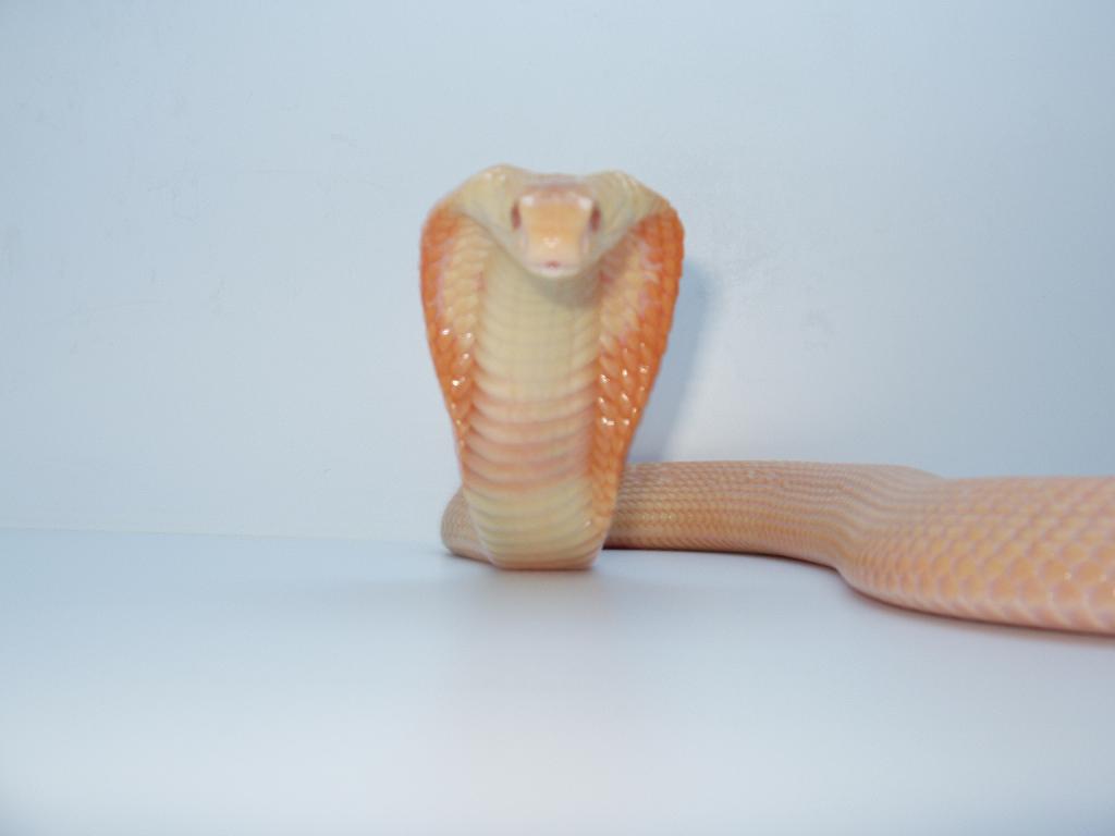 Naja-The Venomoid Albino Monocled Cobra