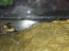 My Diamond Caiman Says Hi :)