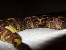 Incredible  Rhino Viper