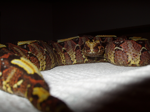 Incredible  Rhino Viper