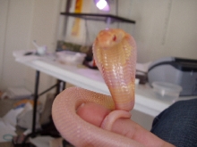 Venomoid Albino Monocled  Posing
