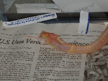 Albino Monocled Feeding