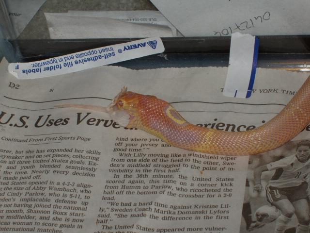 Albino Monocled Feeding
