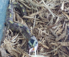 Feeding Time For the Lady