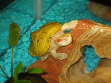 My Albino RES