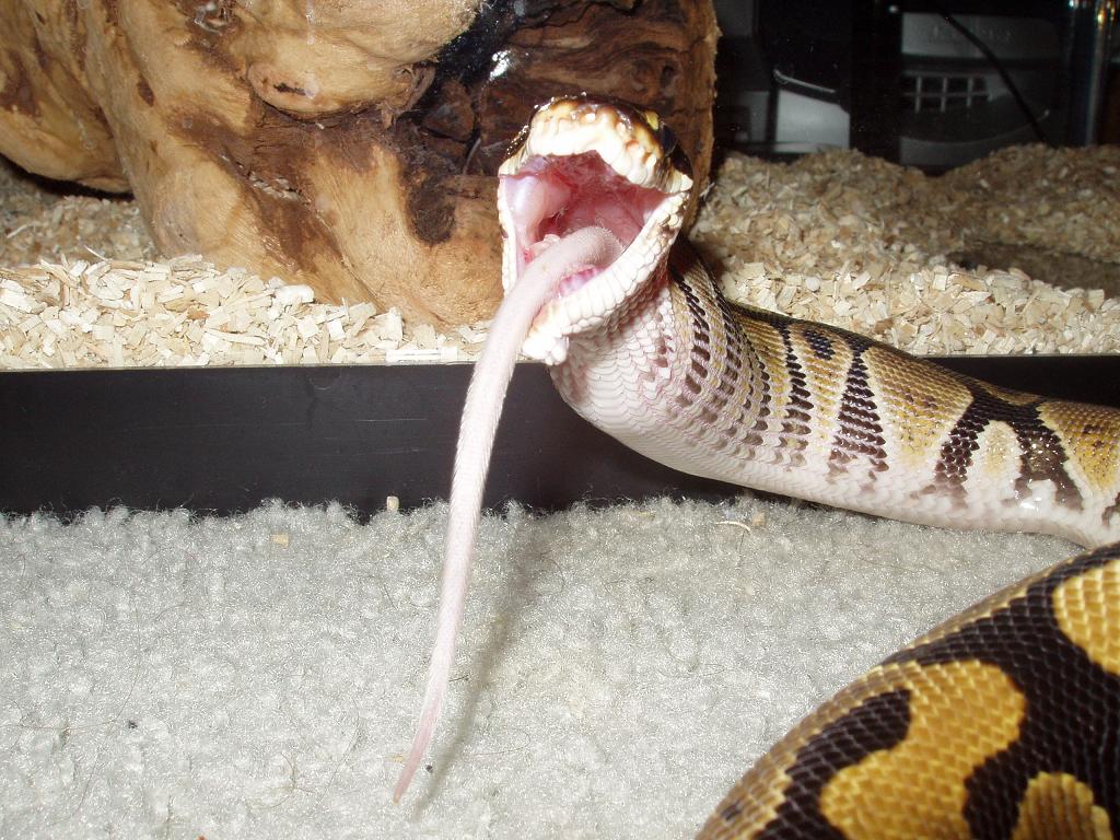 The Best Pic of Year