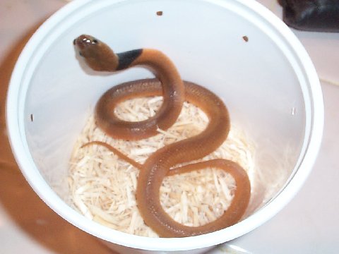 spitter 2