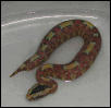 Here is Madam Sucre