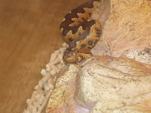 Vipera ammodytes from Lake Scutari