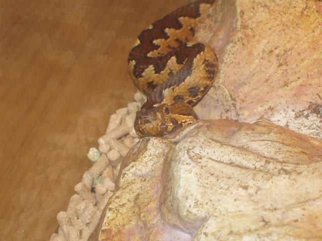 Vipera ammodytes from Lake Scutari