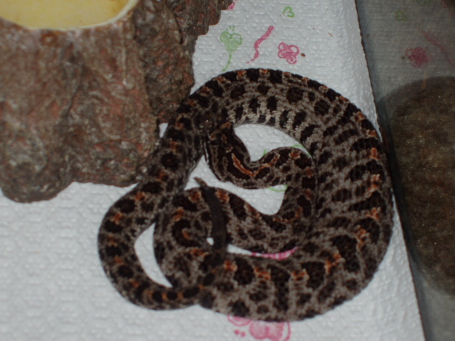 Dusky Pygmy Rattler