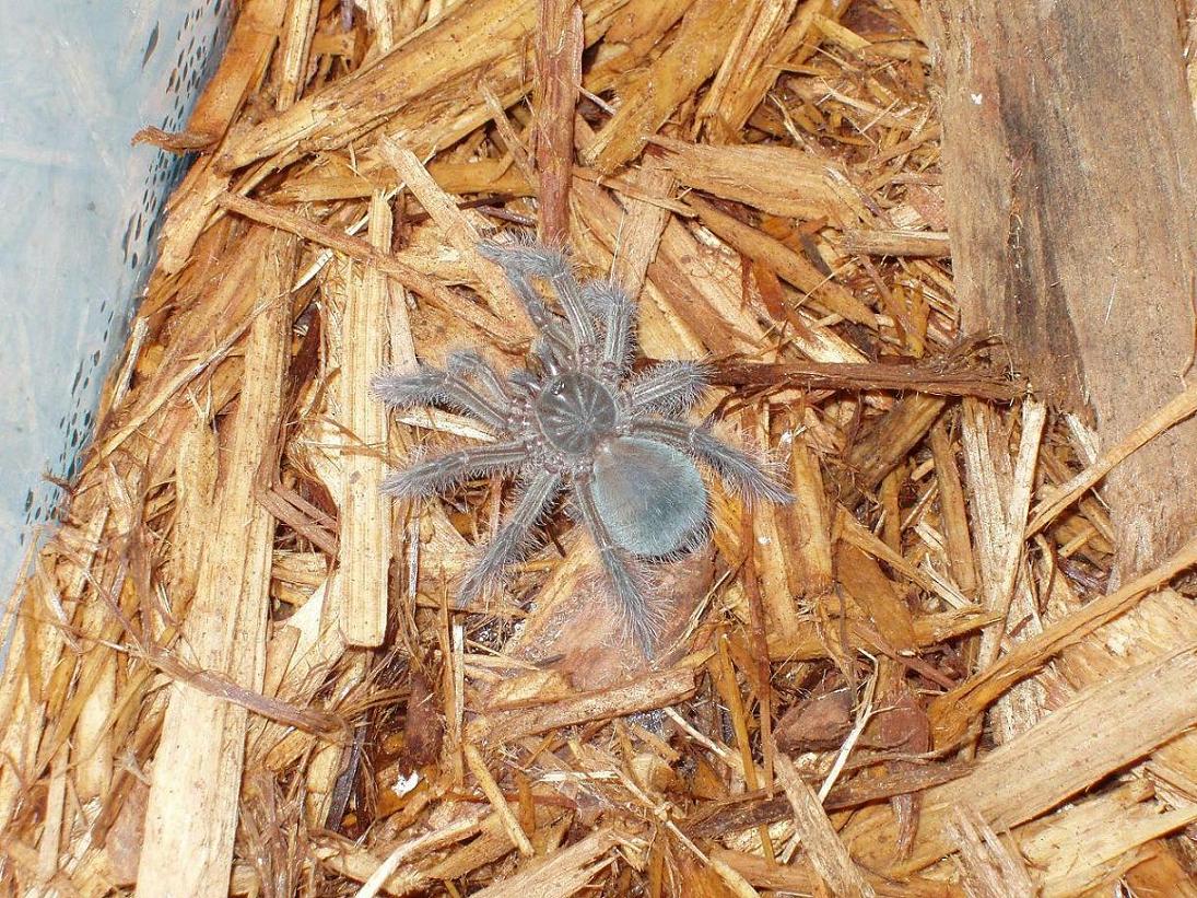 My T.Blondi (Goliath Bird Eater)