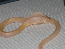 Snow Monocled Cobra