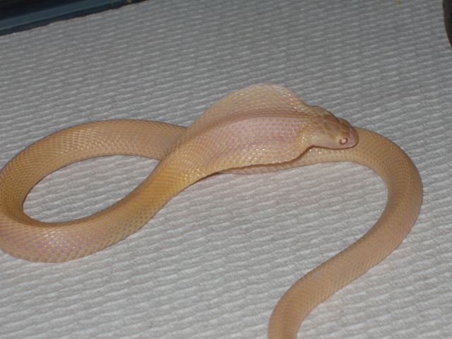 Snow Monocled Cobra