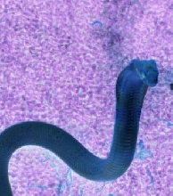 Cobra of Your Nightmares