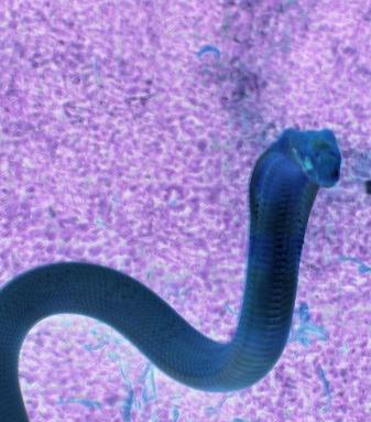 Cobra of Your Nightmares