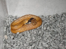 female 2-1