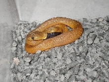 female 2-2