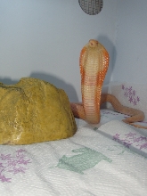 Venomoid Albino Monocled Cobra-NAJA