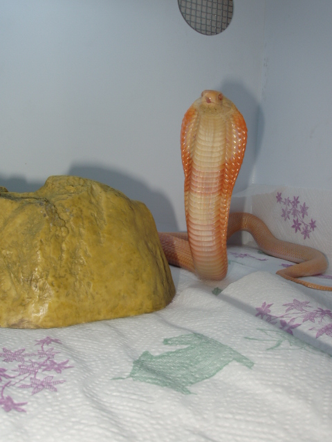 Venomoid Albino Monocled Cobra-NAJA