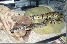 My Royal Python