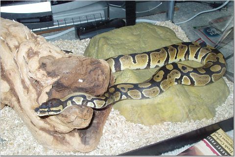 My Royal Python
