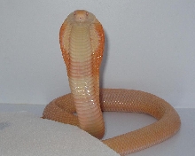 Venomoid Albino Monocled Cobra