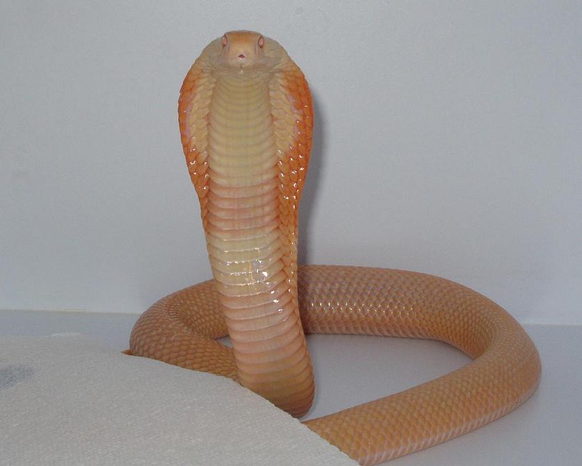 Venomoid Albino Monocled Cobra