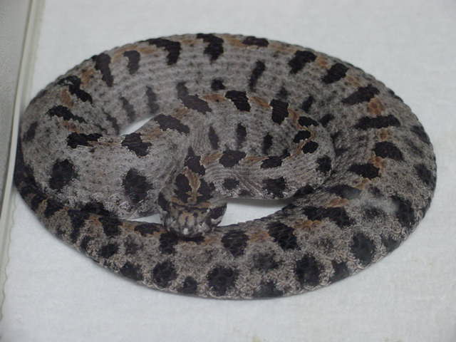 Western Pygmy Rattlesnake