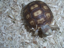 baby sulcatta