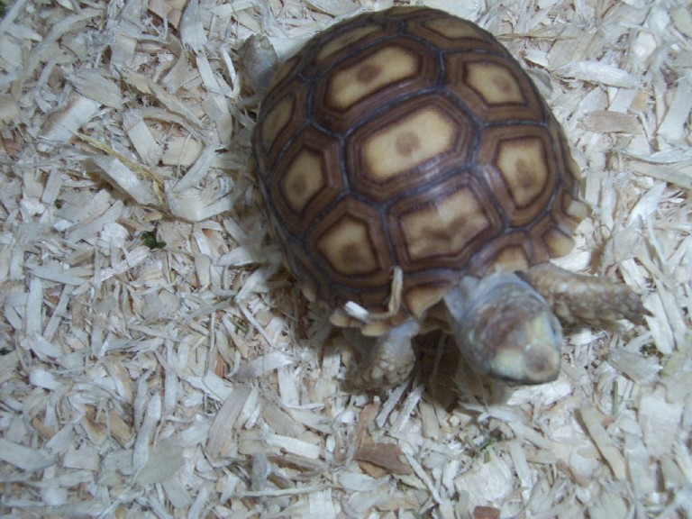 baby sulcatta