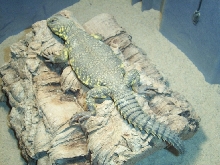 yellow saharan uro