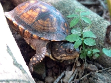 Box Turtle