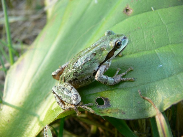 Pacific Tree Frog