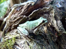 Pacific Tree Frog