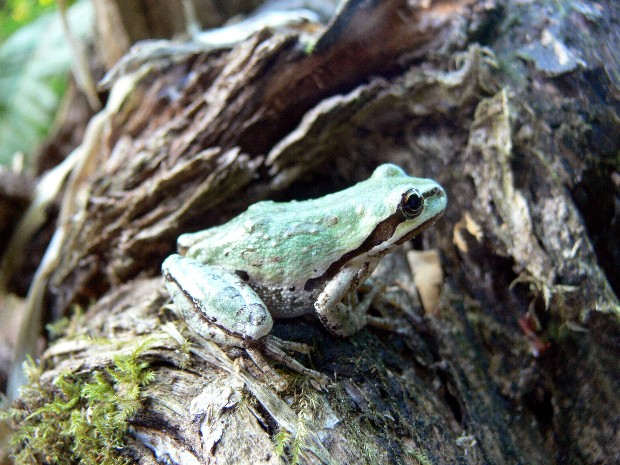 Pacific Tree Frog