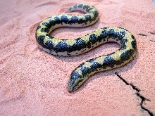 Male Kenyan