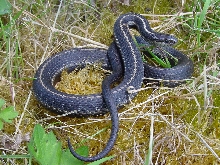 Thamnophis ordinoides