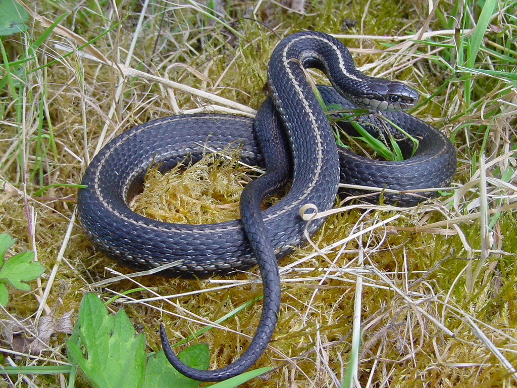 Thamnophis ordinoides