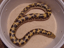 yellow female