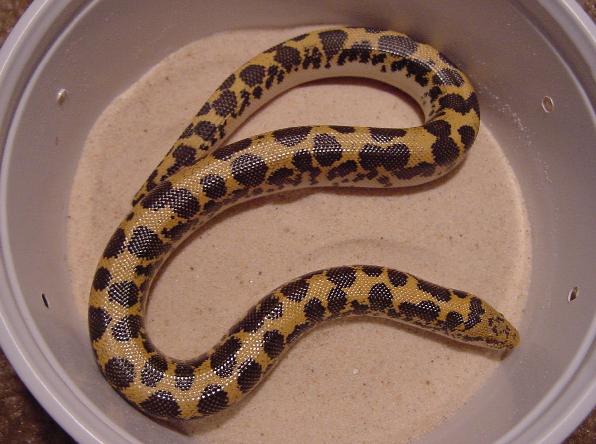yellow female