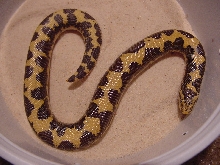 Male yellow