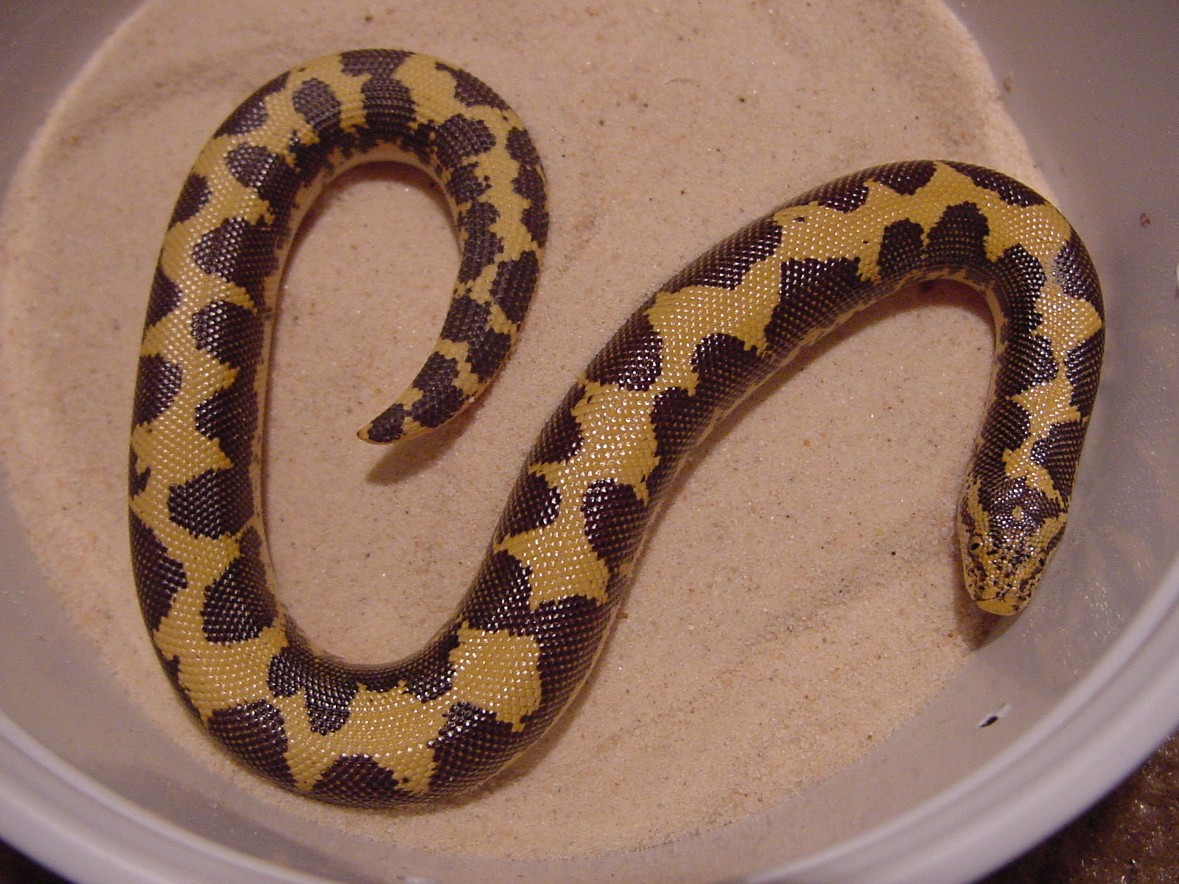 Male yellow