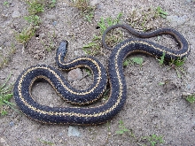 Northwestern garter snake
