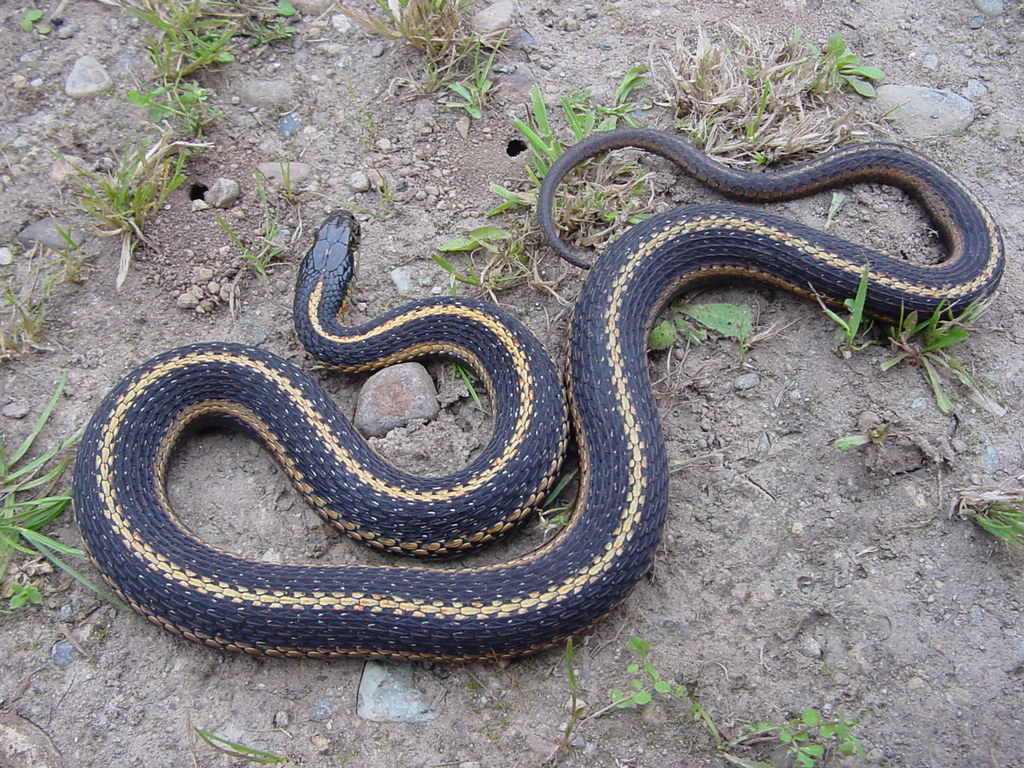 Northwestern garter snake